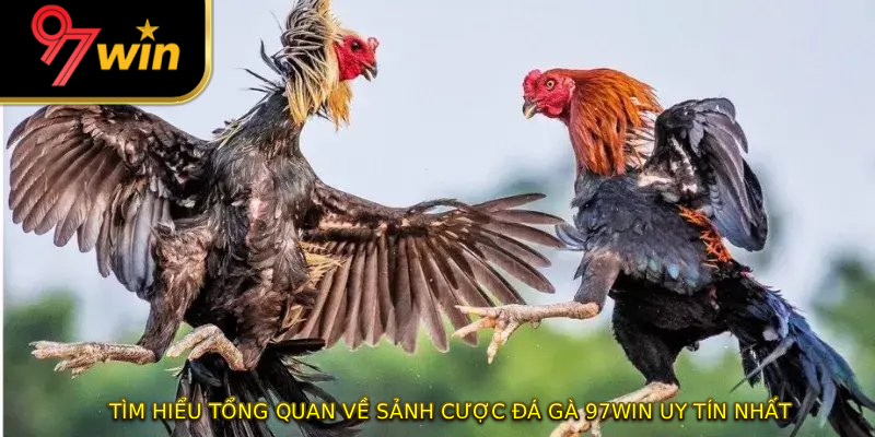 Tìm hiểu tổng quan về sảnh cược đá gà 97WIN uy tín nhất