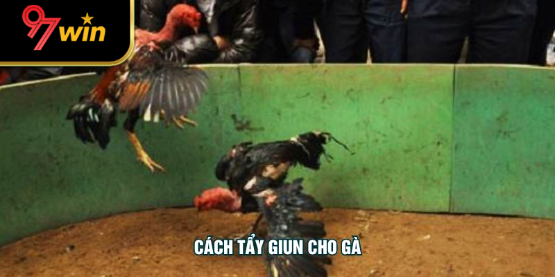 Bí Quyết Tẩy Giun Cho Gà Tại 97WIN - Hiệu Quả, An Toàn