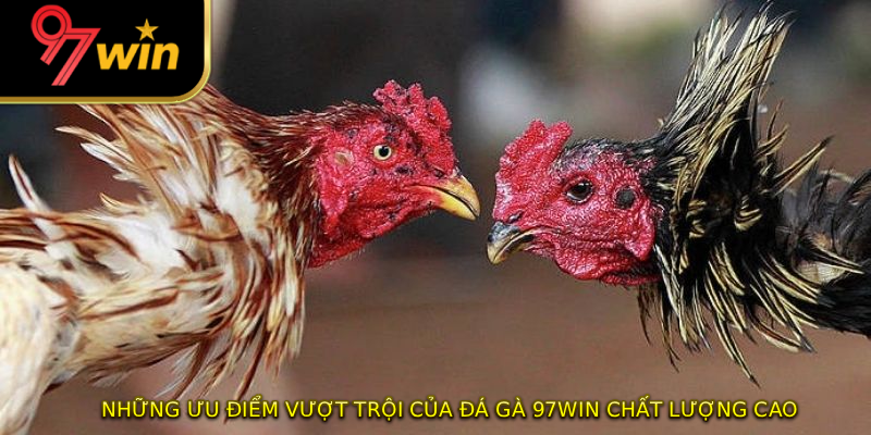 Những ưu điểm vượt trội của đá gà 97WIN chất lượng cao