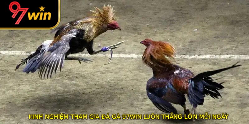Kinh nghiệm tham gia đá gà 97WIN luôn thắng lớn mỗi ngày