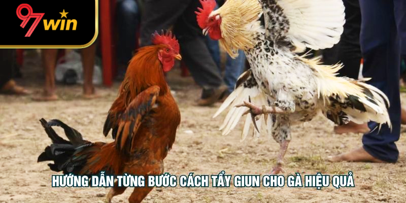 Hướng dẫn từng bước cách tẩy giun cho gà hiệu quả
