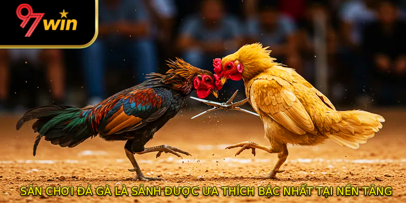 Sân chơi đá gà là sảnh được ưa thích bậc nhất tại nền tảng